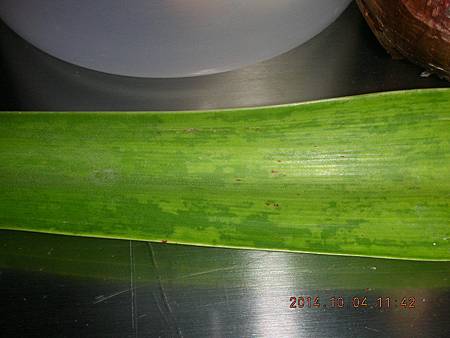 DSCN5101.JPG DSCN5101.JPG