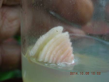 DSCN5129.JPG DSCN5129.JPG