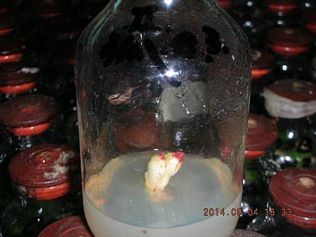 DSCN4365.JPG DSCN4365.JPG