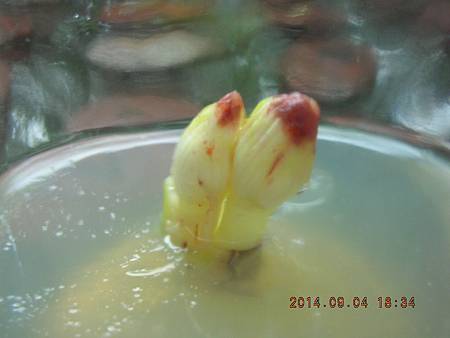 DSCN4368.JPG DSCN4368.JPG