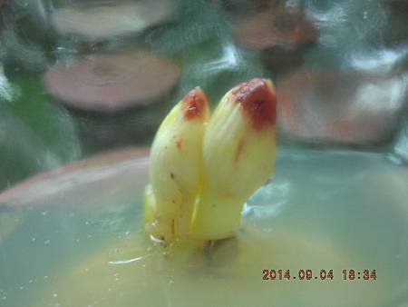 DSCN4369.JPG DSCN4369.JPG