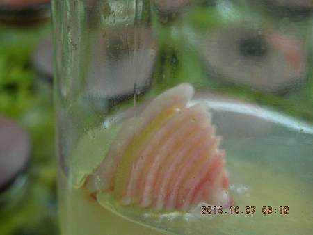 DSCN5170.JPG DSCN5170.JPG