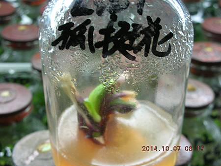 DSCN5176.JPG DSCN5176.JPG