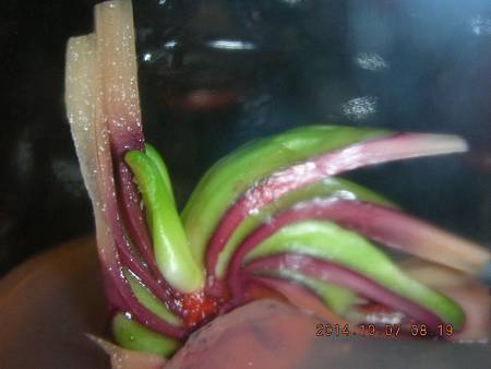 DSCN5177.JPG DSCN5177.JPG