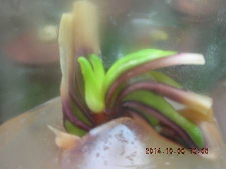 DSCN5144.JPG DSCN5144.JPG