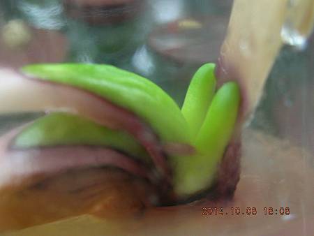 DSCN5145.JPG DSCN5145.JPG