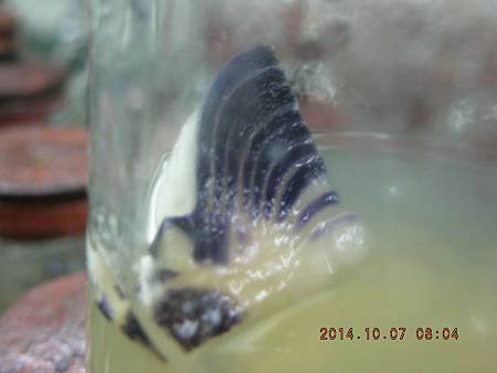 DSCN5148.JPG DSCN5148.JPG