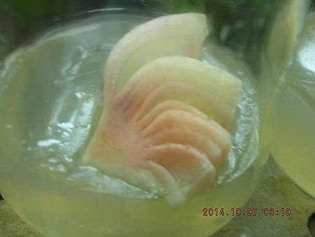 DSCN5166.JPG DSCN5166.JPG