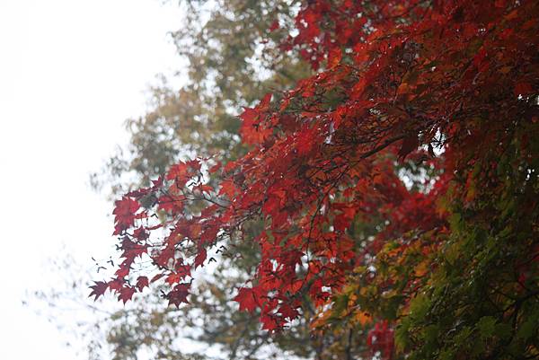 IMG_3793 IMG_3793