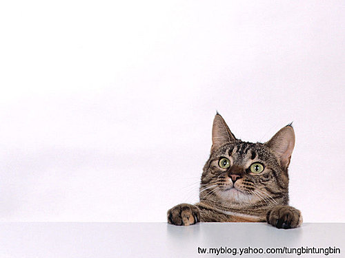 貪吃的貓