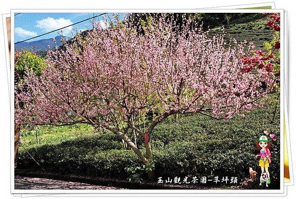南投『草坪頭玉山觀光茶園』 南投『草坪頭玉山觀光茶園』
