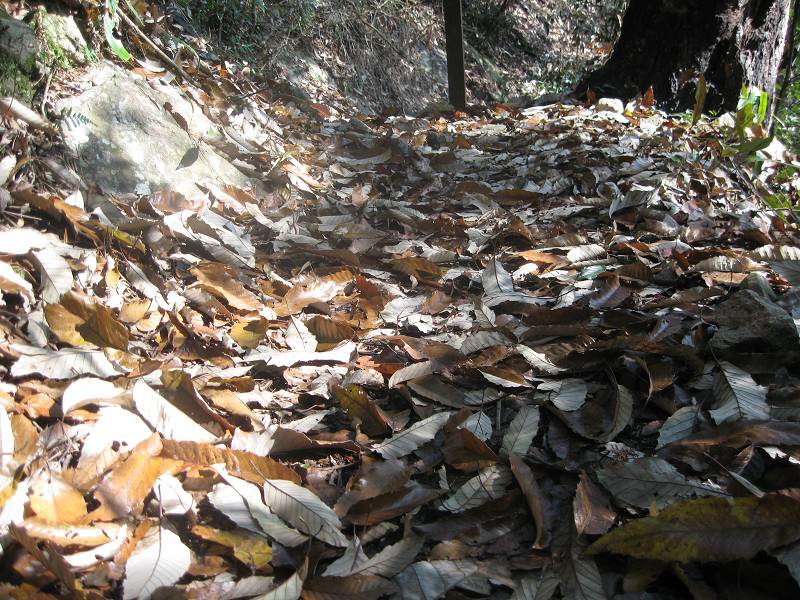 谷關七雄之東卯山