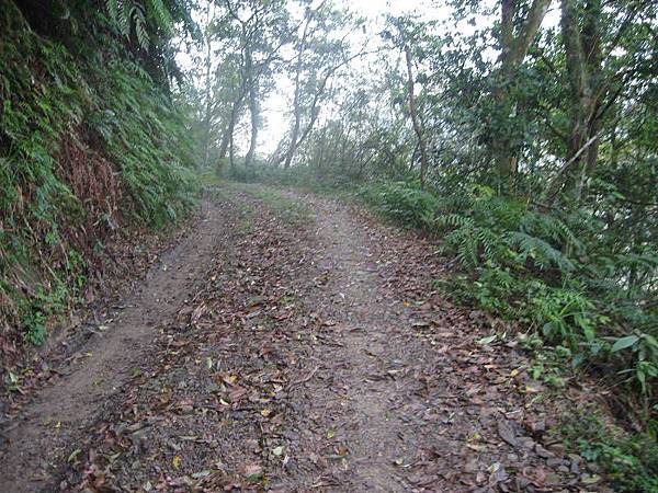 大舌湖山O型 大舌湖山O型