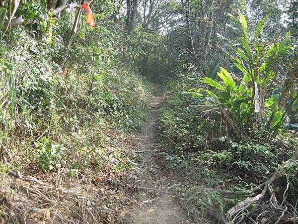 大舌湖山O型 大舌湖山O型