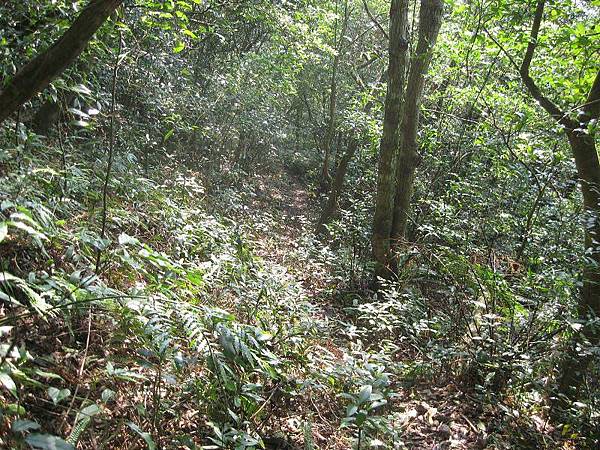 大舌湖山O型 大舌湖山O型
