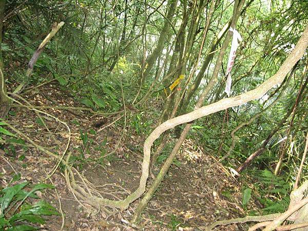 大舌湖山O型 大舌湖山O型