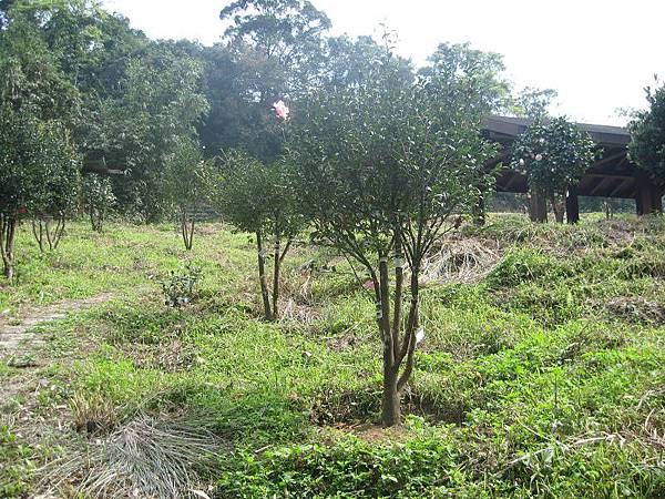 大舌湖山O型 大舌湖山O型