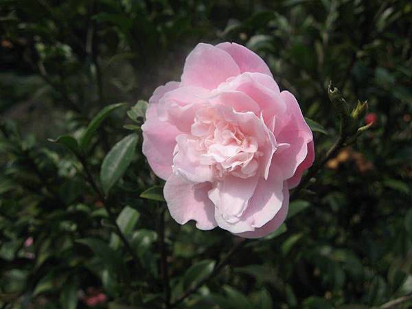 大舌湖山O型 大舌湖山O型