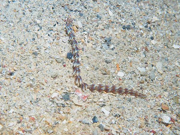 PA060061.JPG PA060061.JPG