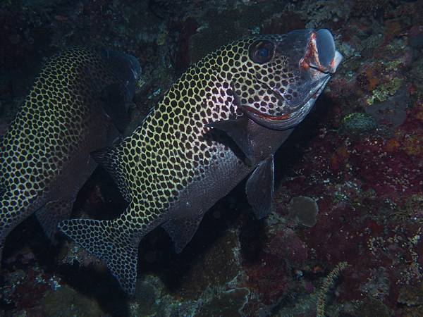 PA060199.JPG PA060199.JPG