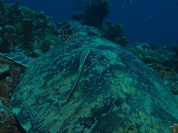 PA070478.JPG PA070478.JPG