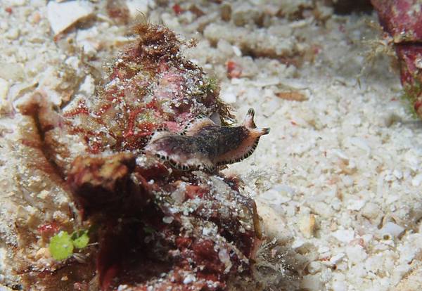 P2250191.jpg P2250191.jpg