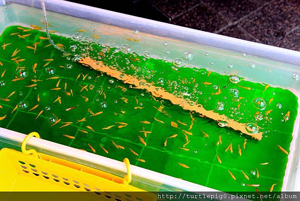 IMG_4482.JPG IMG_4482.JPG