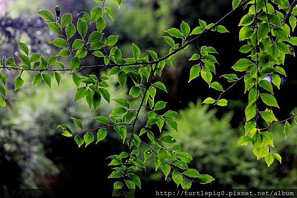 IMG_4388.JPG IMG_4388.JPG