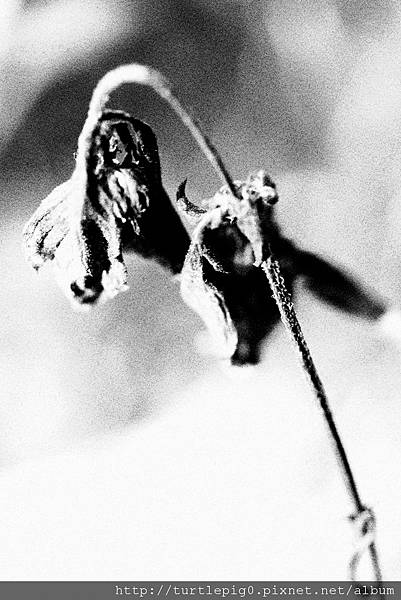 IMG_4737.JPG IMG_4737.JPG