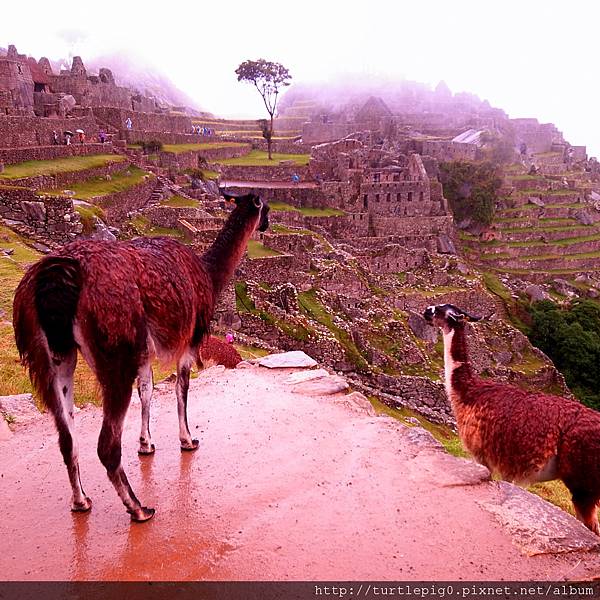 191-R0015955 191-R0015955