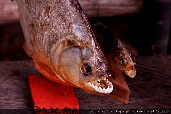 551-IMG_7337.JPG 551-IMG_7337.JPG