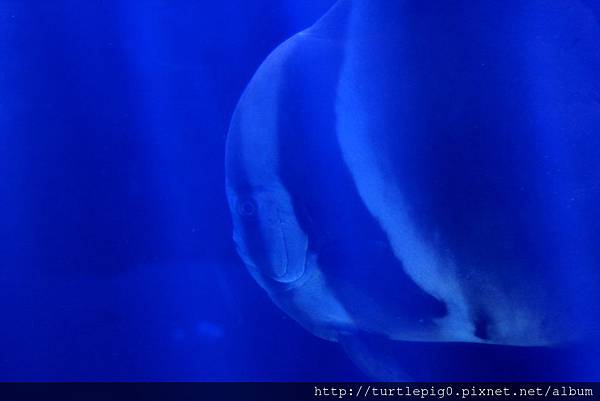 IMG_4242.JPG IMG_4242.JPG