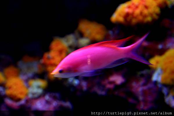 IMG_4245.JPG IMG_4245.JPG