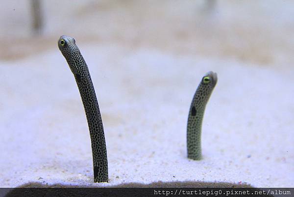 IMG_4263.JPG IMG_4263.JPG