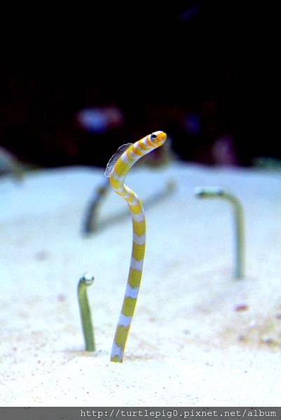 IMG_4265.JPG IMG_4265.JPG