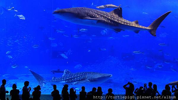 IMG_4274.JPG IMG_4274.JPG