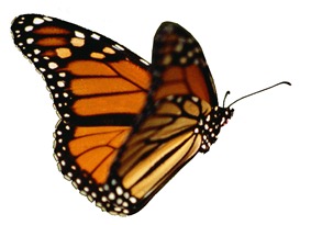 butterfly-nolegs-2 butterfly-nolegs-2