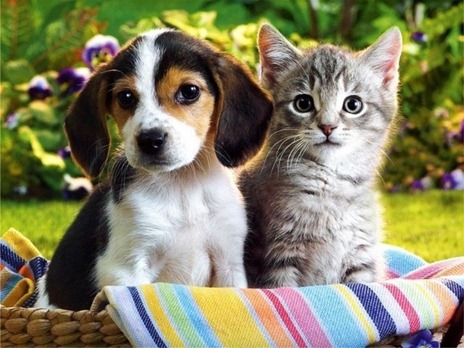 cat-and-dog cat-and-dog