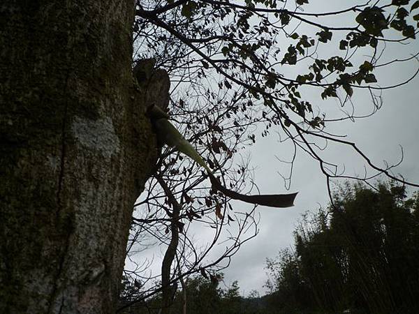 蘇厝山.王公坑山 040 蘇厝山.王公坑山 040