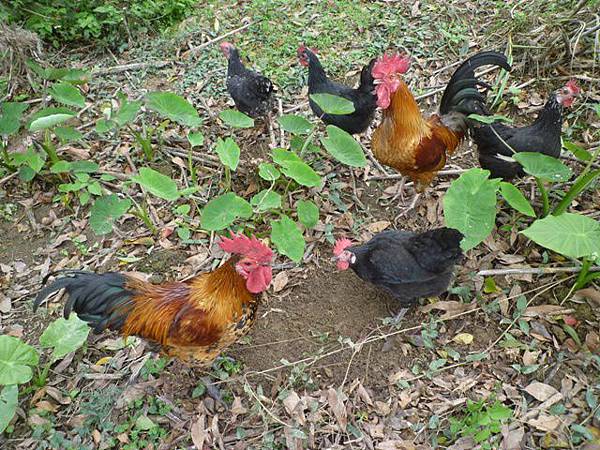 蘇厝山.王公坑山 043 蘇厝山.王公坑山 043