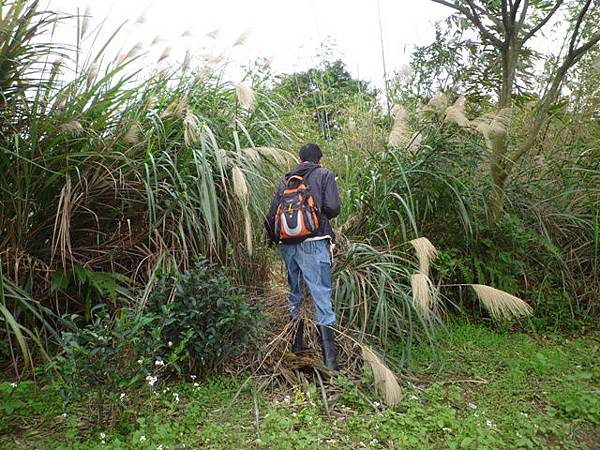 蘇厝山.王公坑山 045