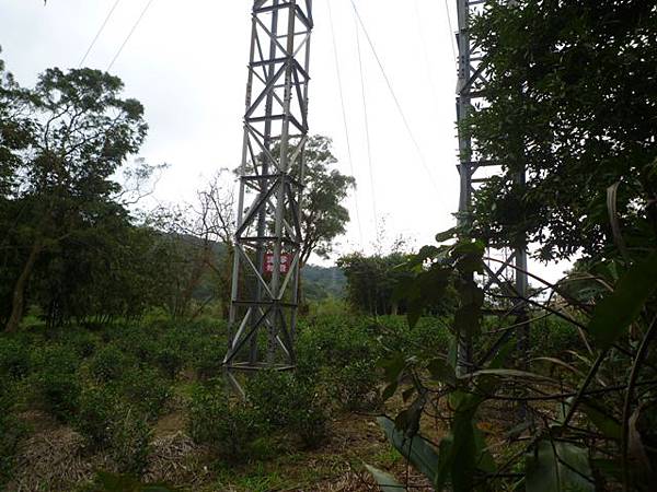 蘇厝山.王公坑山 051