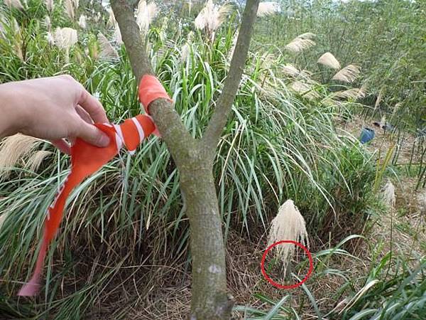 蘇厝山.王公坑山 061 蘇厝山.王公坑山 061