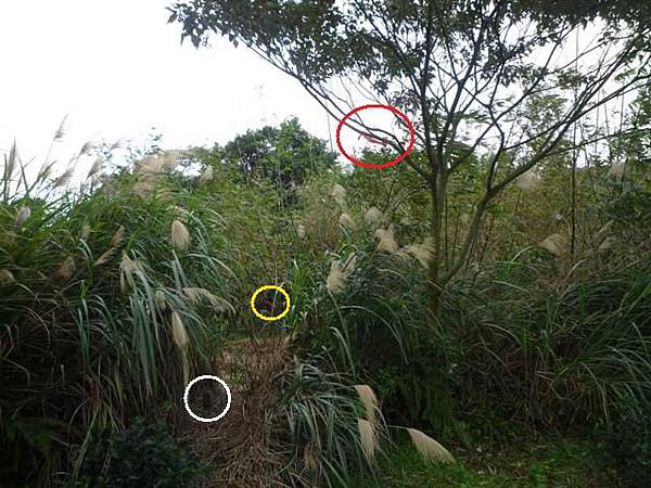 蘇厝山.王公坑山 063 蘇厝山.王公坑山 063