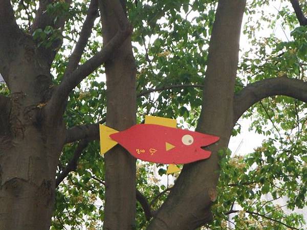溫州公園台電加羅林魚木 008 溫州公園台電加羅林魚木 008