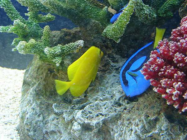 觀賞魚分類 Twfish台灣水族網 部落格 痞客邦