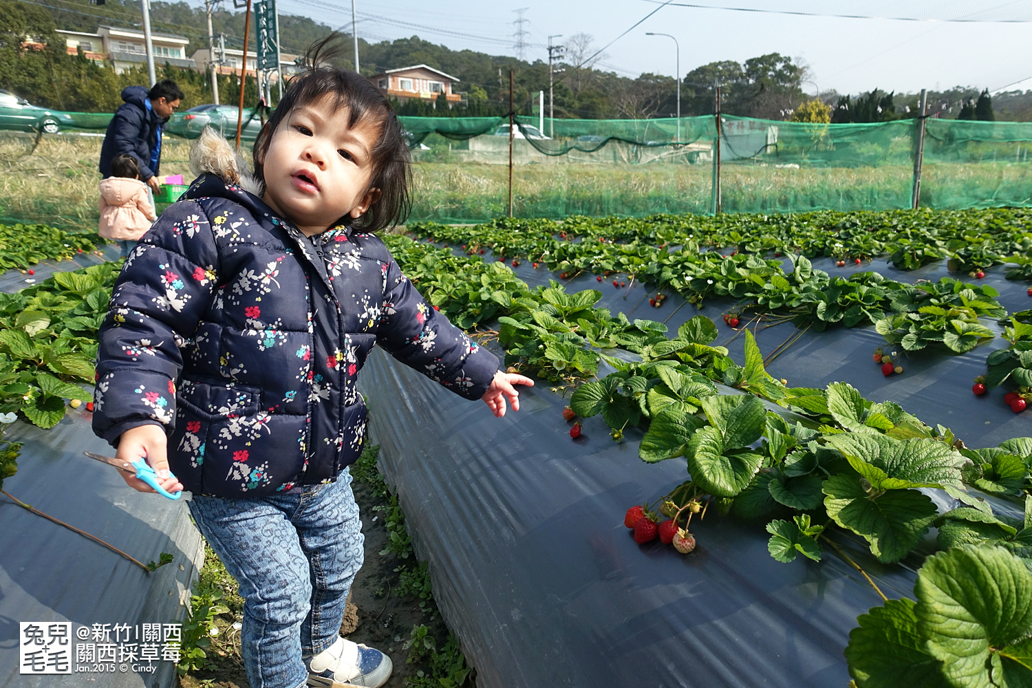0117-關西採草莓-001.jpg 0117-關西採草莓-001.jpg