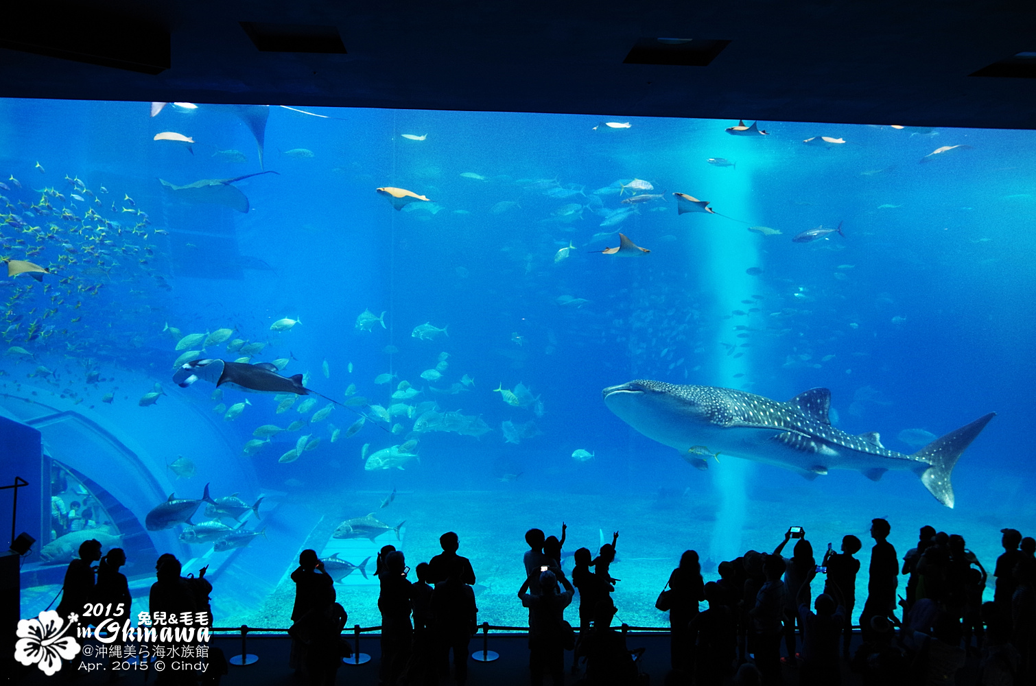 2015-0405-沖縄美ら海水族館-28.jpg 2015-0405-沖縄美ら海水族館-28.jpg