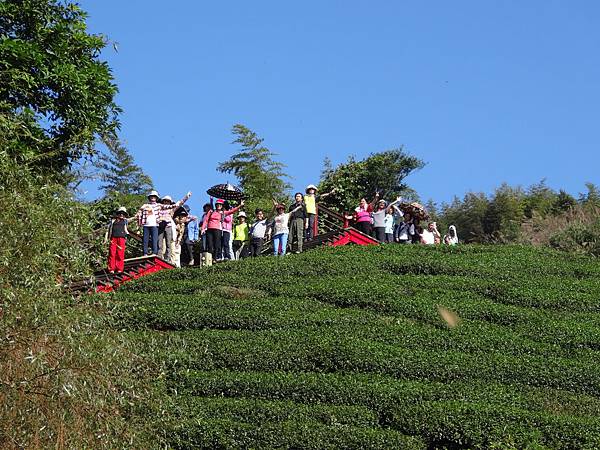 20141108茂林太平茶園[光] 250.jpg