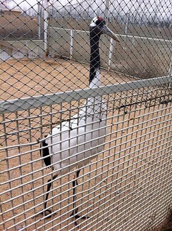 江蘇丹頂鶴保護區